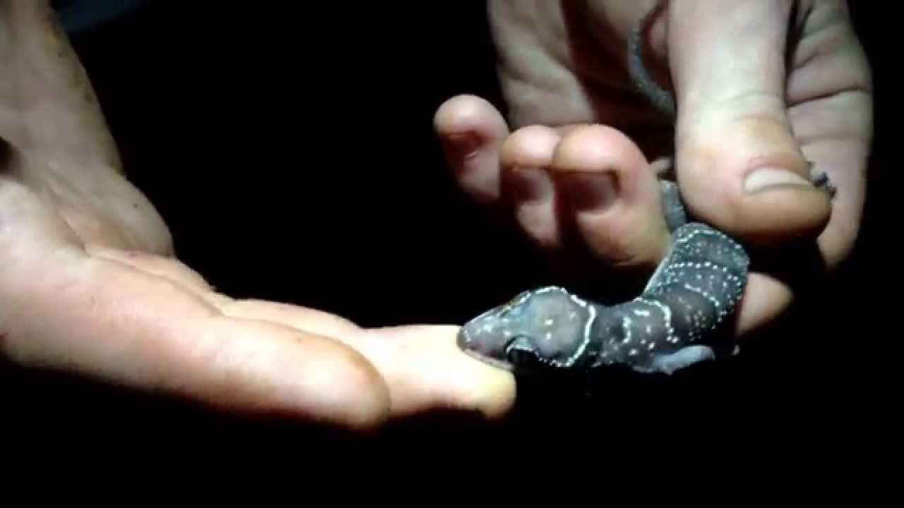 Находка африканского геккона Hemidactylus fasciatus