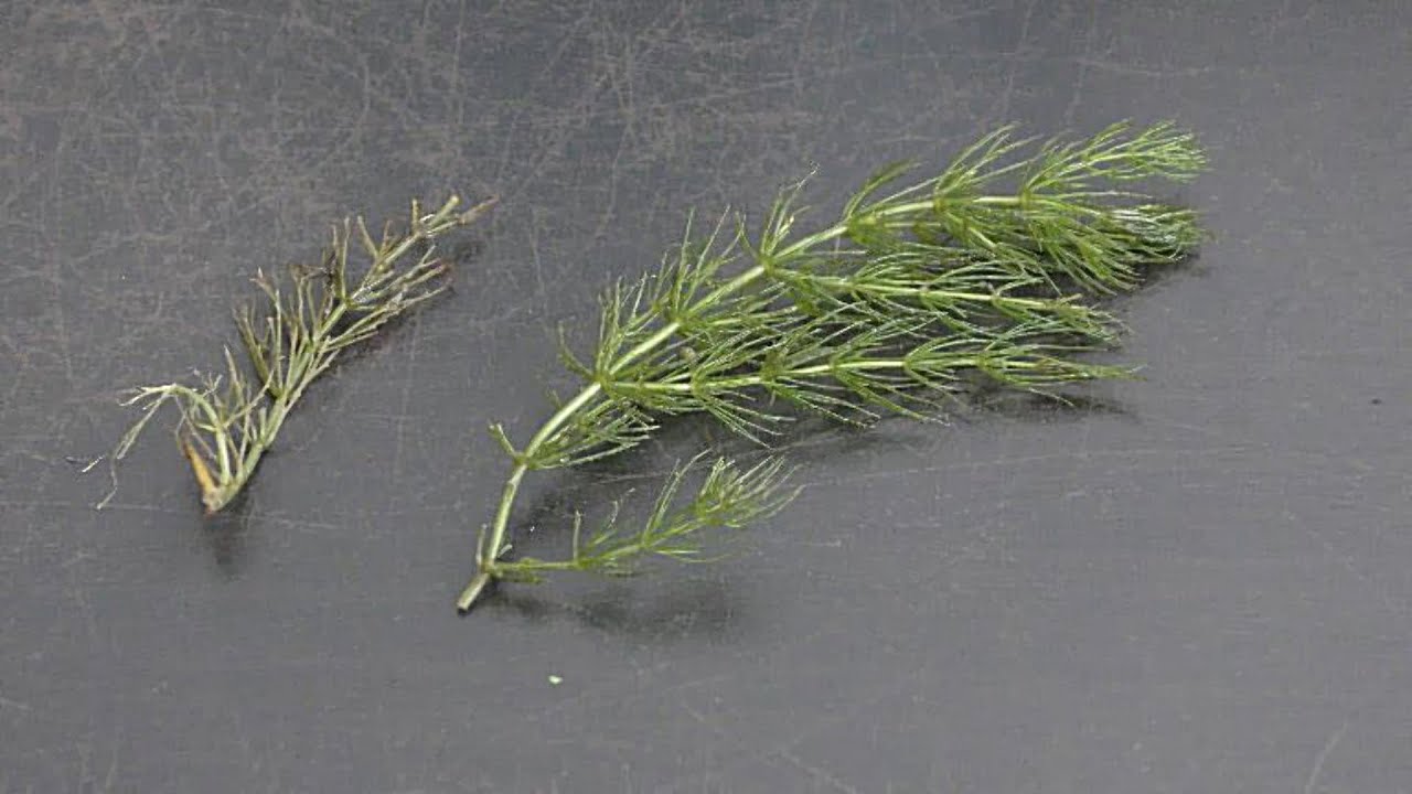 Hornwort in Aquarium