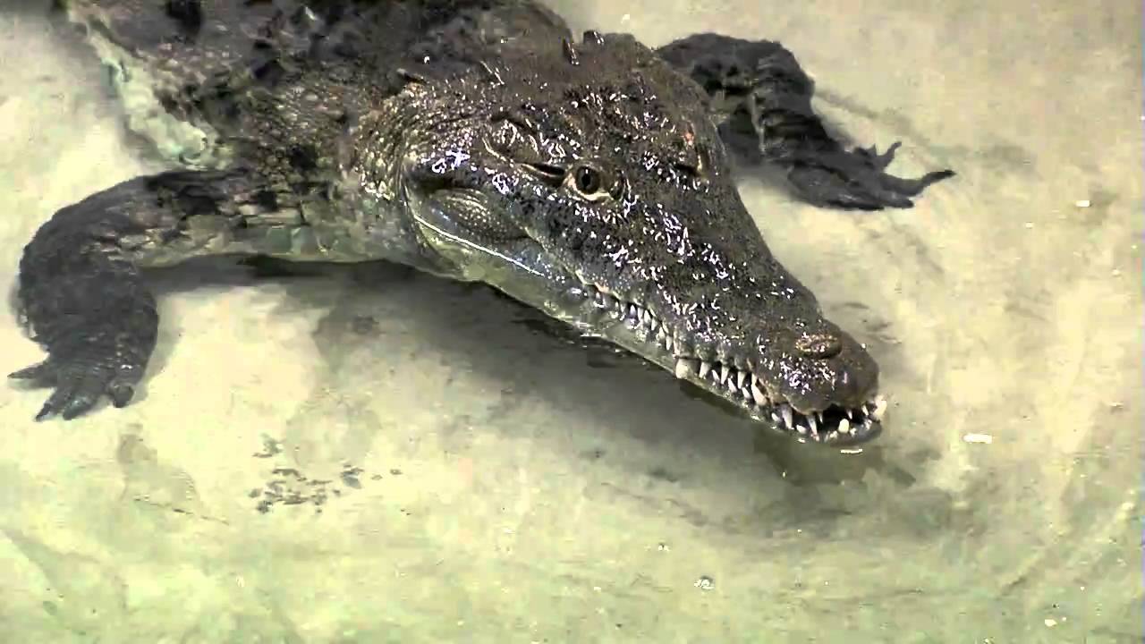 Zoo View Croc Feeding - Cincinnati Zoo