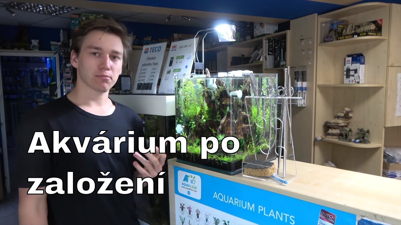 Juwel Akvarium - Jak se starat o nově založené akvárium