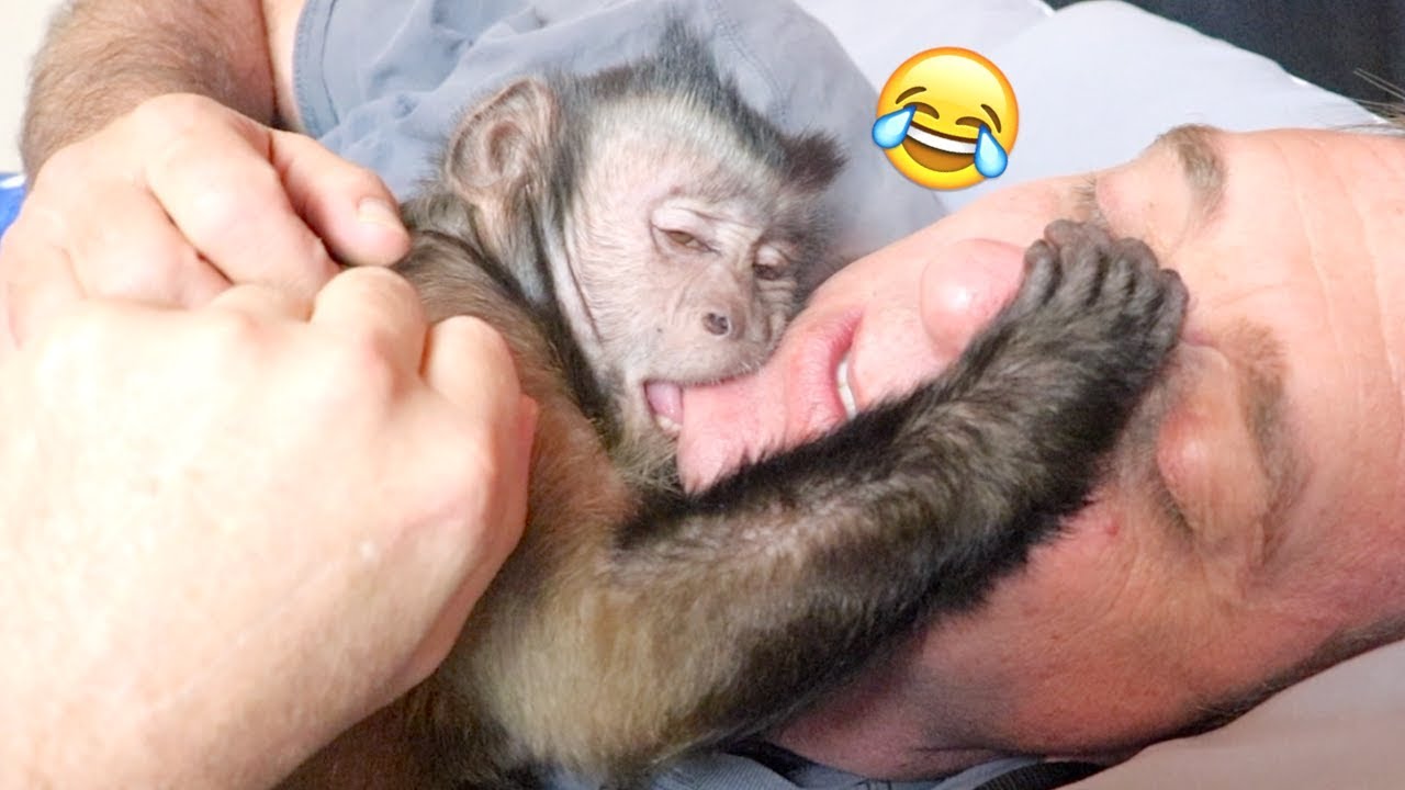Monkey Takes an Afternoon Nap!