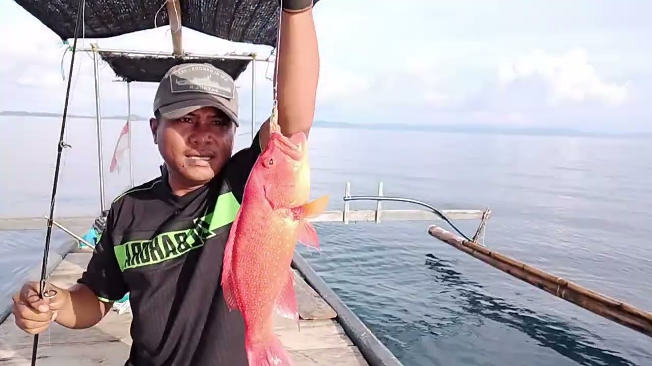 Spot full strike kerapu merah ekor gunting di pulau Bangka. @AlbakoraFishingTalise #fishing 