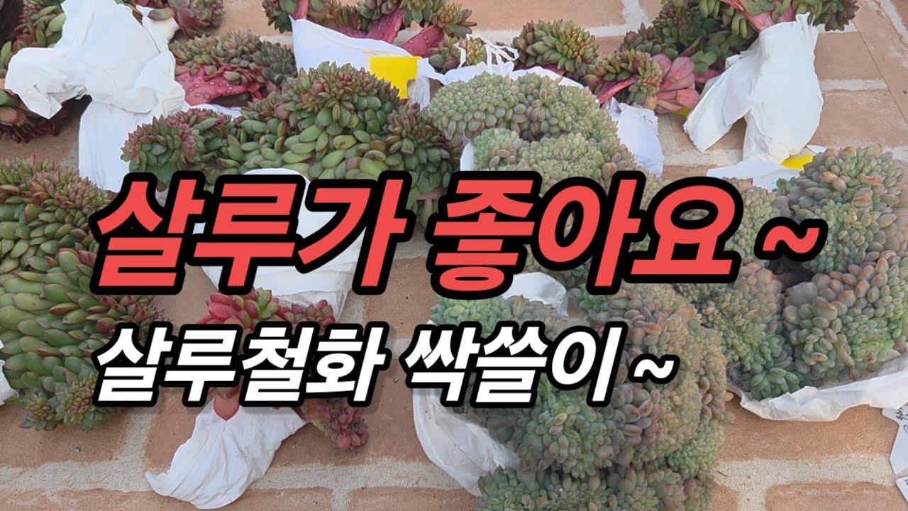 살루철화가 좋아서 씩쓸이했어요 ~ ㅋㅋ 가성비 최고 롱기시마 교배종 살루철화를 예쁘게 키워 봅시다 ~ 실루철화 & 화아트팜철화 언박싱해요💕오랜만에 인터넷쇼핑