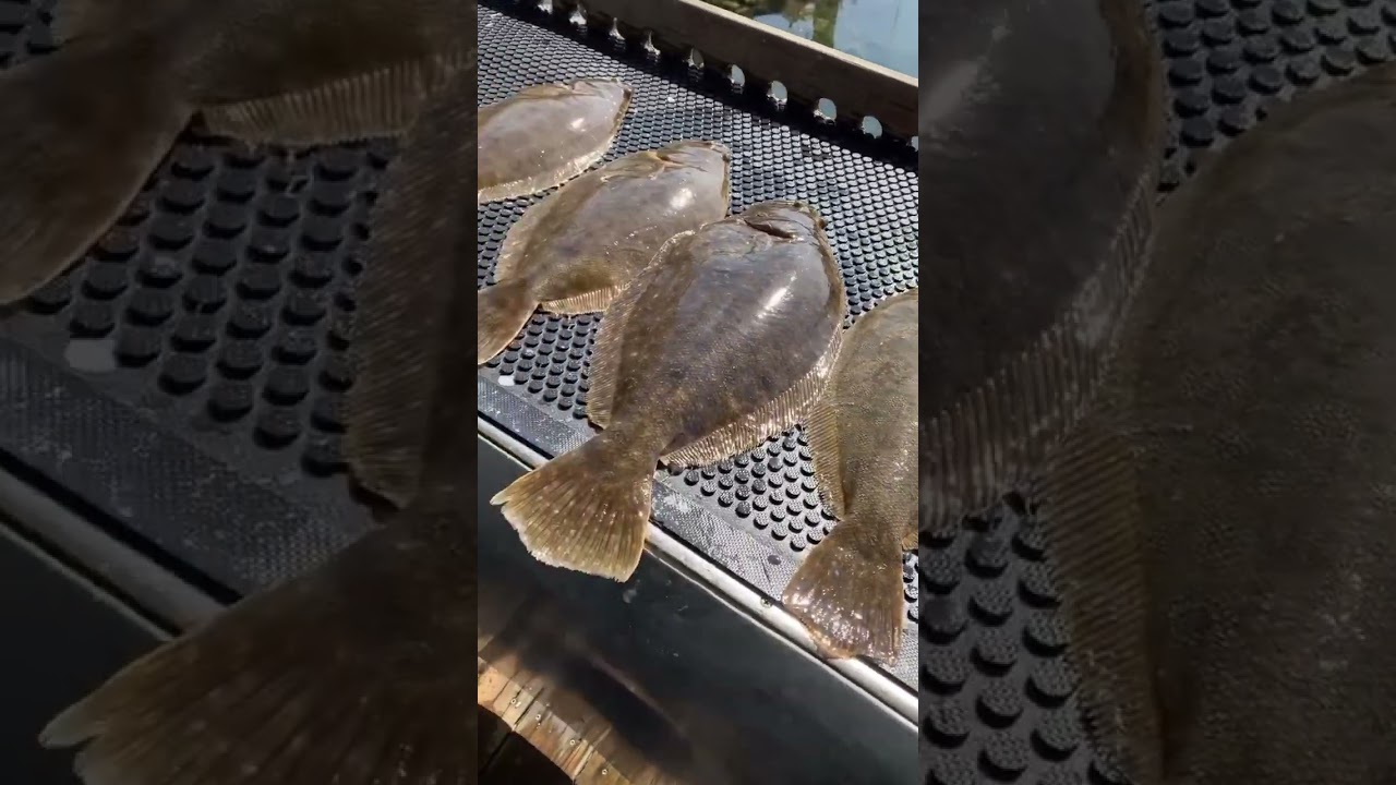 Jamaica Bay producing some keeper Fluke!!! Full video is up! #fishing #fluke #viral #newyork