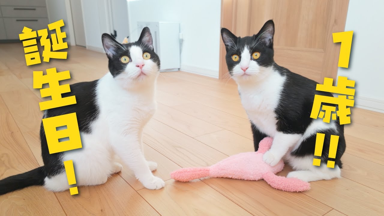 【祝1歳】猫の日生まれの保護猫兄弟、ついにアレを解禁…