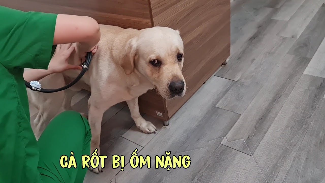 Tạm biệt ông bà - Cà Rốt tự nhiên bị ốm, thương quá
