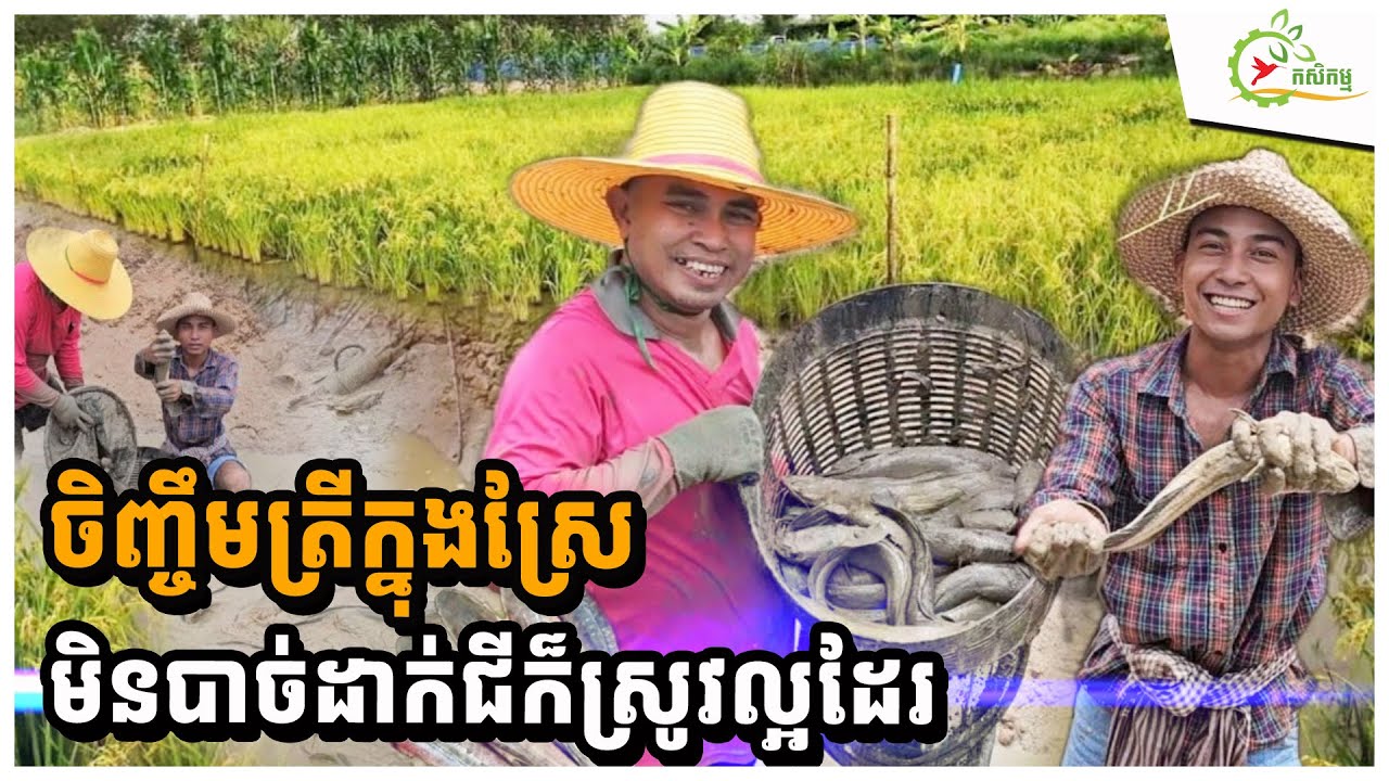 ចិញ្ចឹមត្រីអណ្ដែង២០០ក្បាលក្នុងស្រែ ដាក់ចំណីត្រី បានជីដល់ស្រូវ