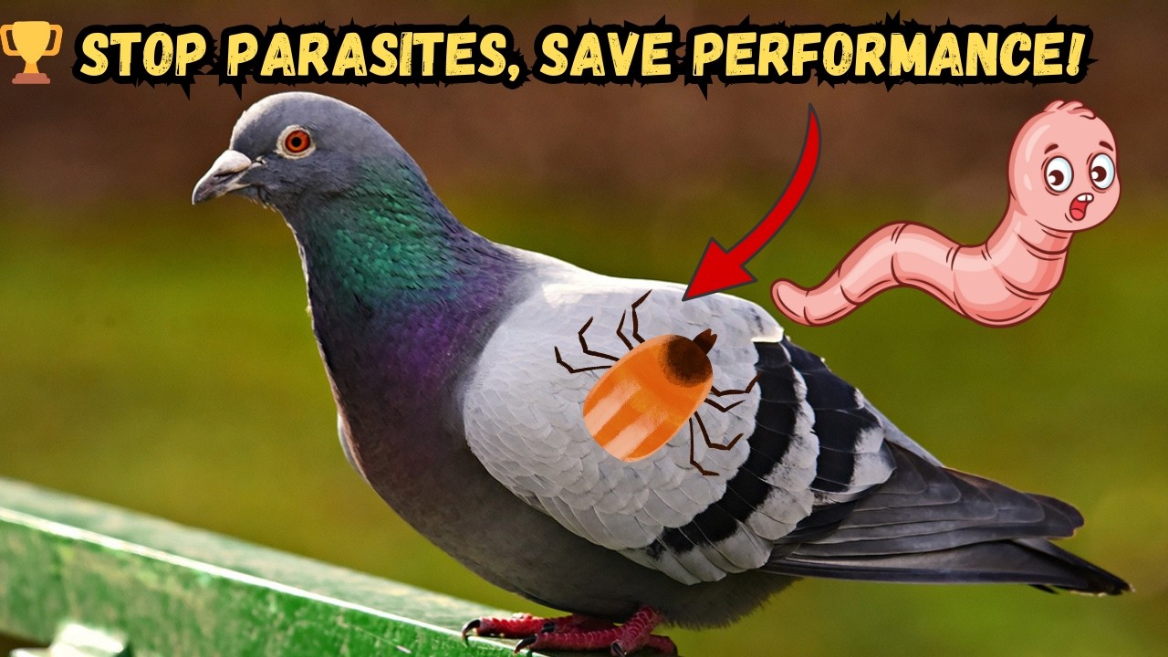 The War on Parasites: How to Protect Your Pigeons from the Inside Out .