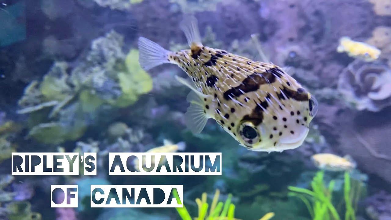Ripley’s Aquarium of Canada / Toronto Ontario / Part 2