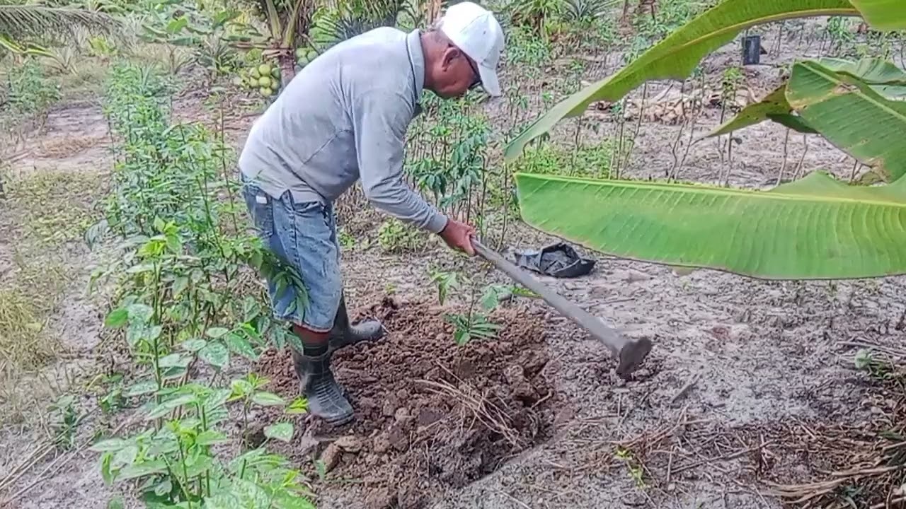 NANAM POKOK BUAH KRISTAL.
