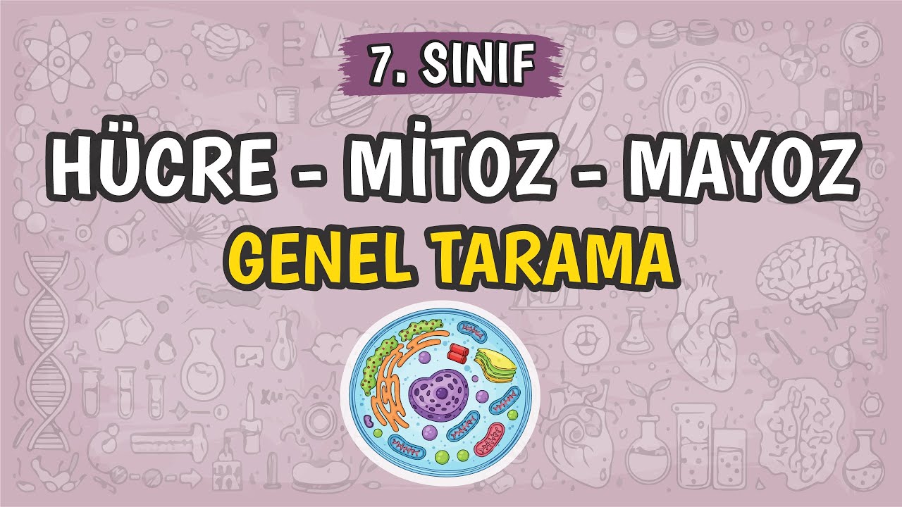 Hücre Mitoz Mayoz | 7. Sınıf Fen Bilimleri #2026