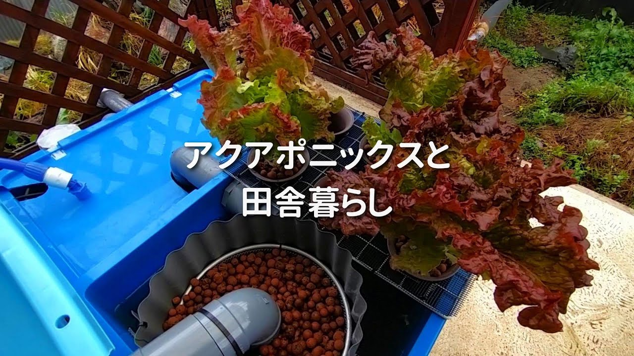 アクアポニックスと田舎暮らし。初詣とレタスの初収穫をしました。