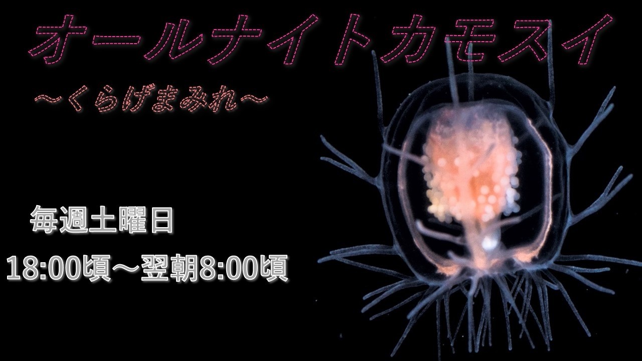 オールナイトカモスイ　～くらげまみれ～ #244 　ハシゴクラゲ