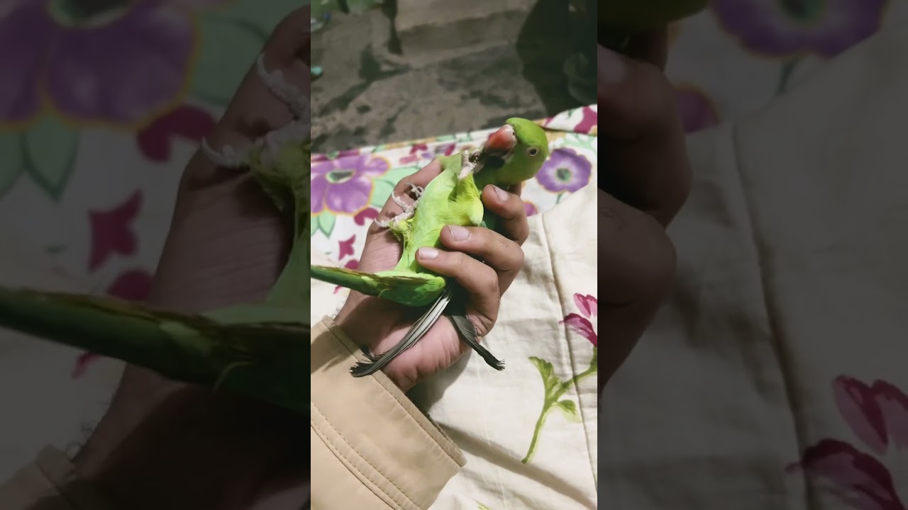 Parrot funny #birds #cutebirds #shorts #shorts  #cuteparrot