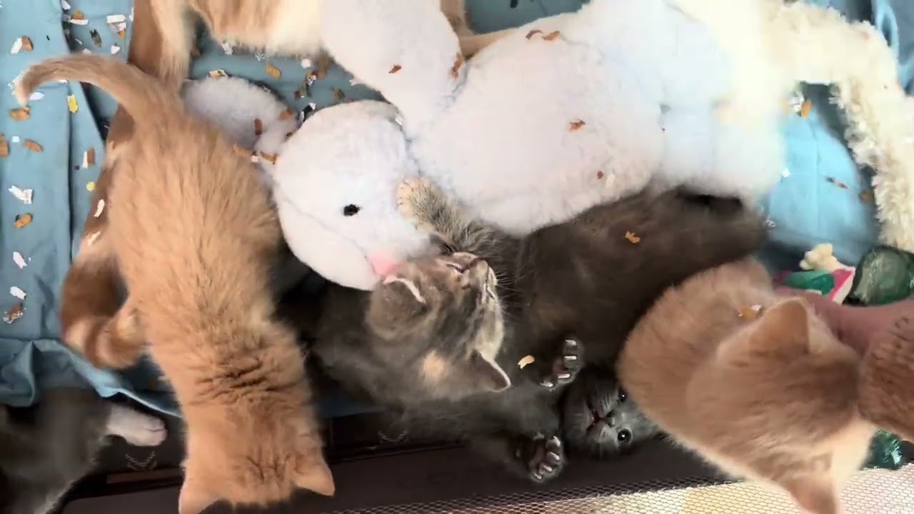 The cutest mass 
