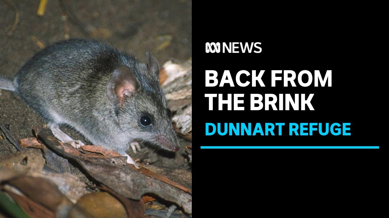 Conservationists save native species after major bushfire on Kangaroo Island | ABC News