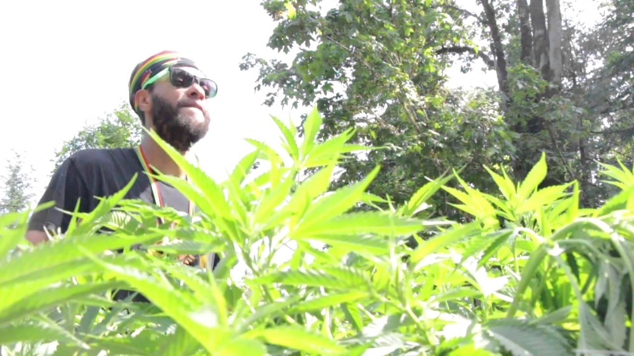 Young Shanty - High Grade, Low Stress - Ganjah Video
