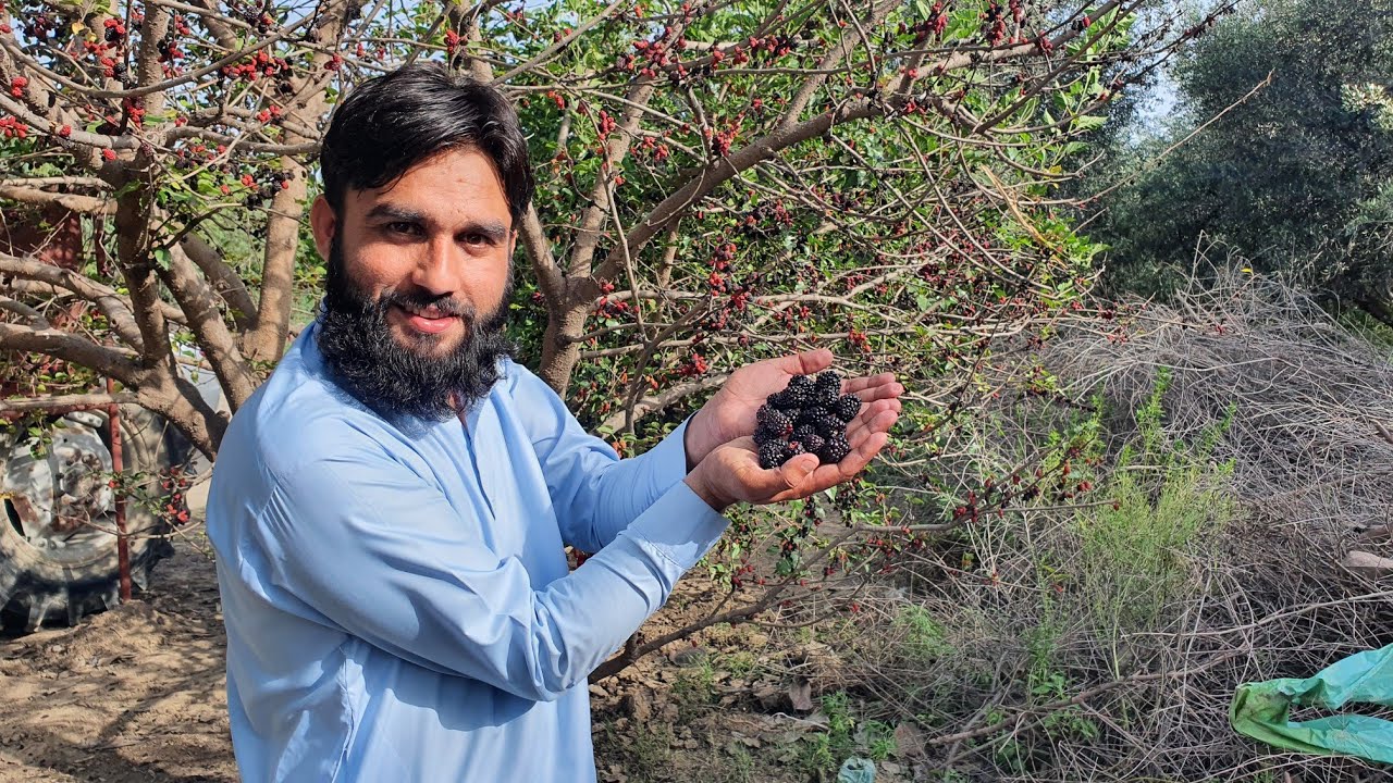 Black Berries rarest fruit in Pakistan | 10 million per acre | unique fruit Islamabad fruit Market |