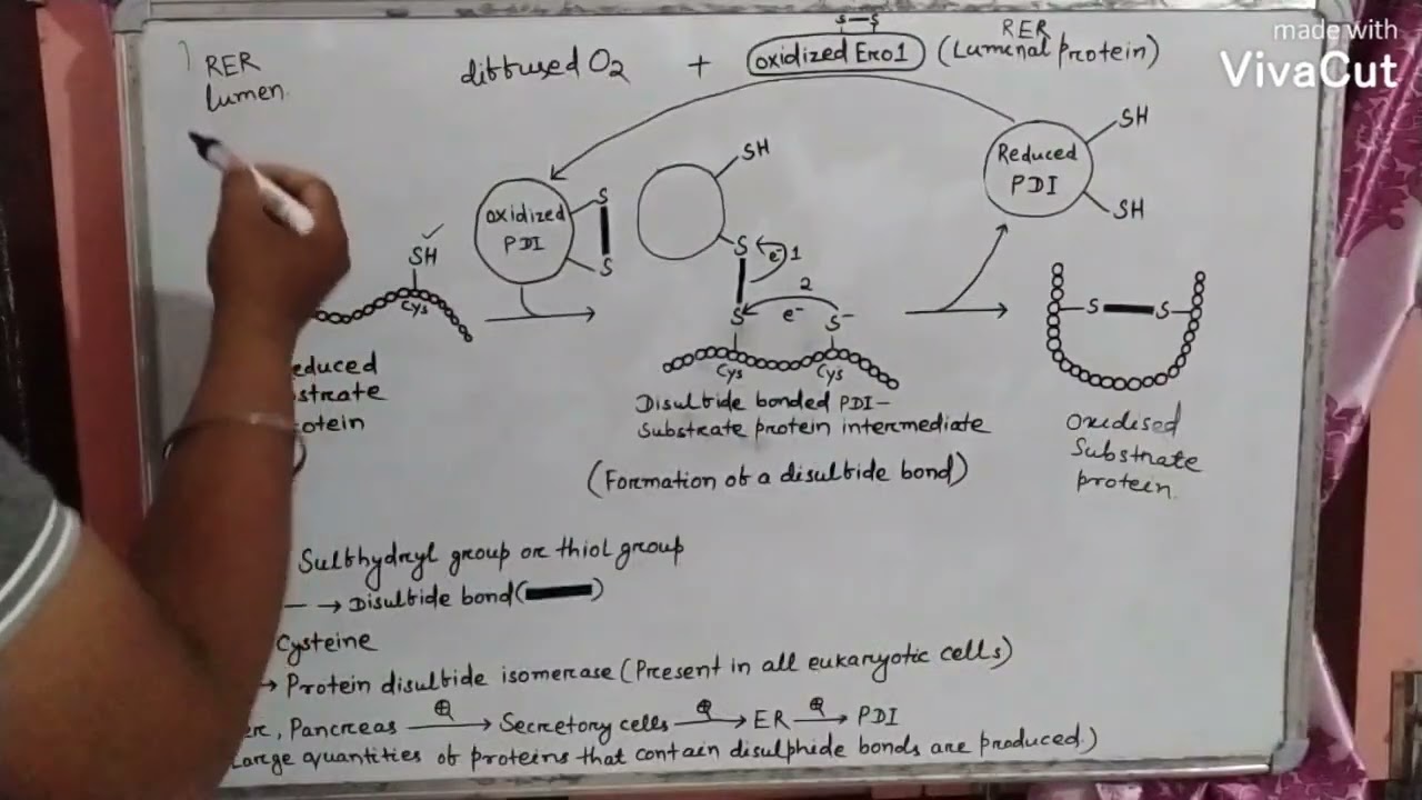 Disulfide bond formation in a substrate protein.
