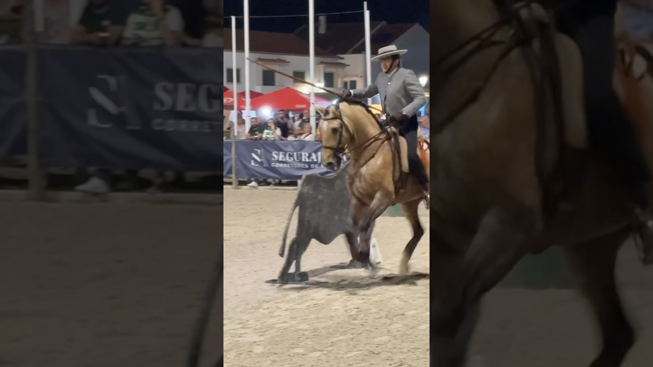 Lusitano &ndash; One of the Oldest Horse Breeds in the World 🌍 #equitation #lusitano #horse #equestrian