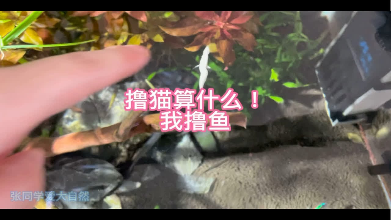 撸猫撸狗算什么？我撸鱼！