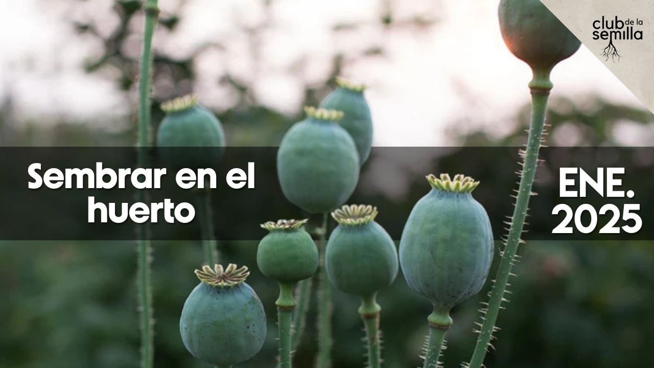 Estas hortalizas no las encontrarás en el supermercado (El Club de la Semilla) Enero 2026