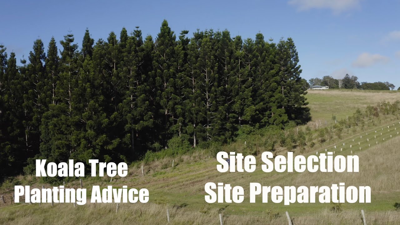 Koala tree Planting Advice - Site Selection & Site Preparation