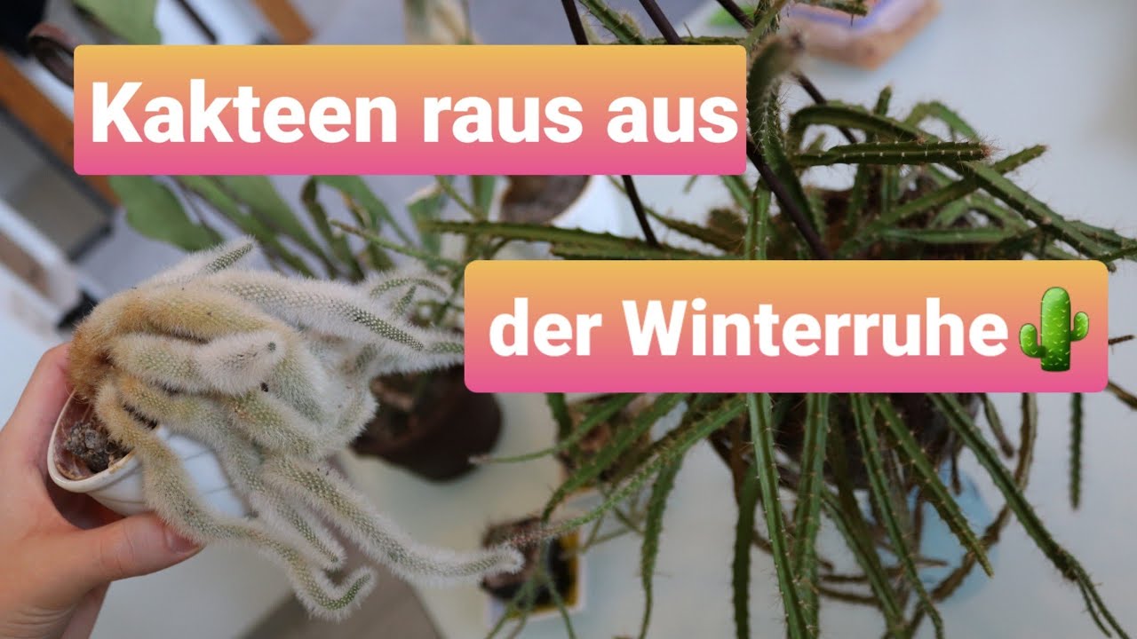 Wir holen die Kakteen aus der Winterruhe 🌵 | + Meine kleine Kakteen Sammlung 🤗🌵