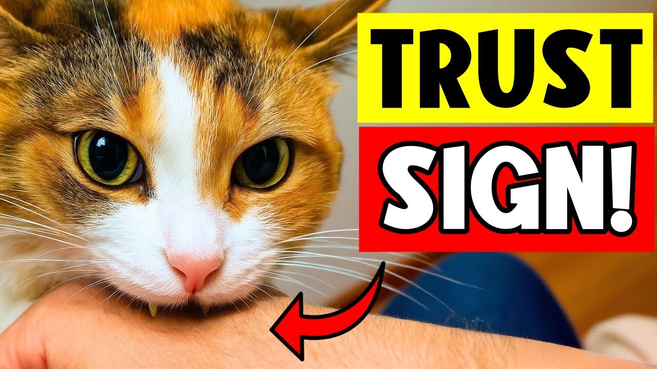 10 Hidden Signs Your Cat Deeply Trusts You (The Last One Is Heart-Melting)
