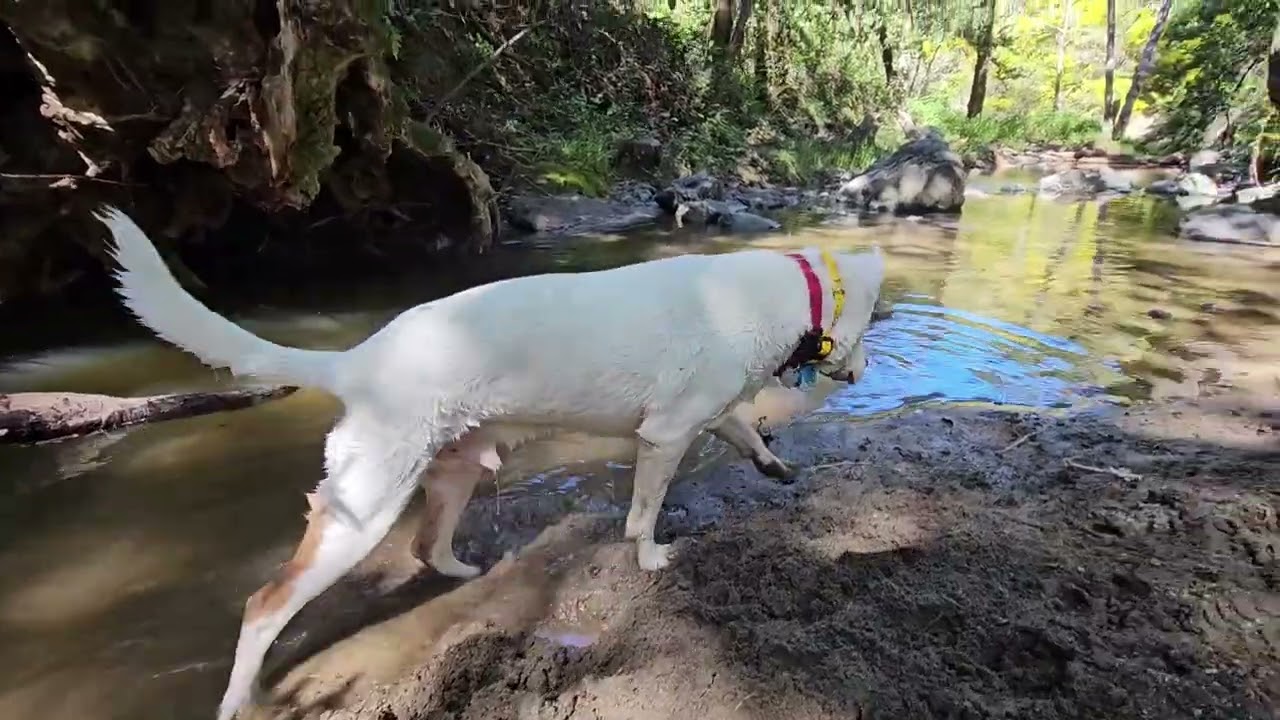 Archie playing in the creek. Sat, 03/14/2026
