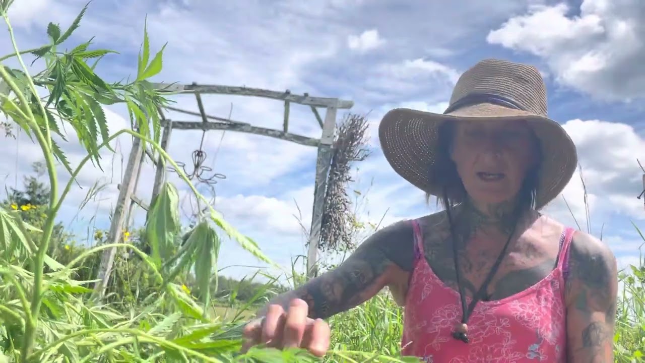Low Stress Training Cannabis and the Homestead Garden