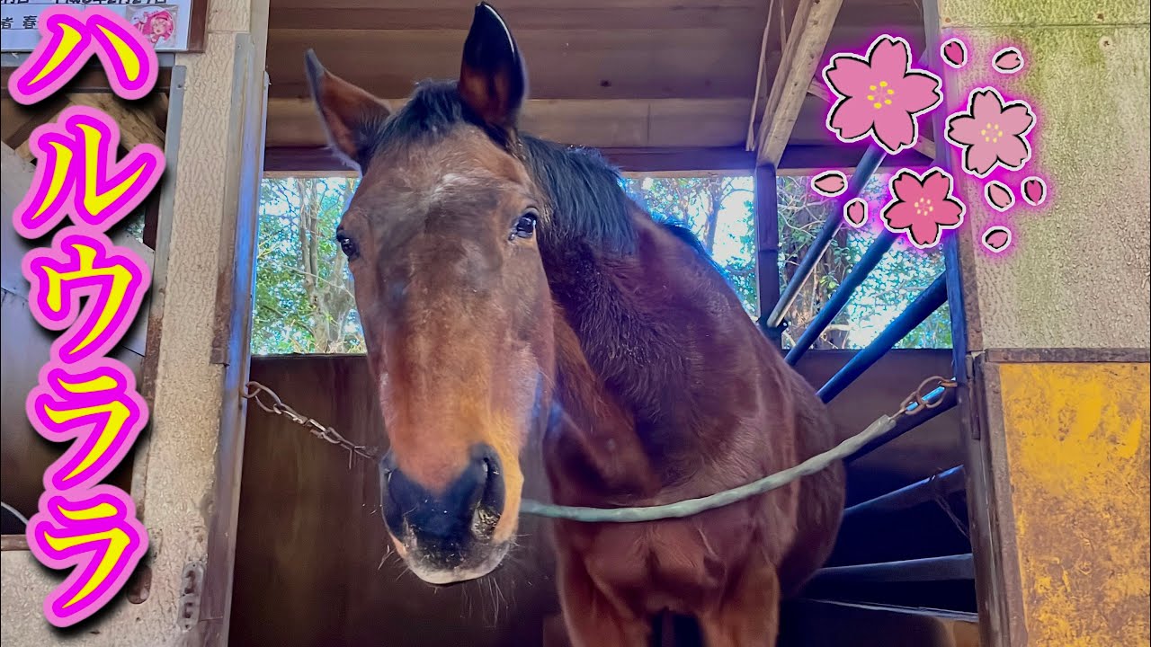 【名馬】全戦全敗の名馬！？ハルウララに会ってきた！【ハルウララ】