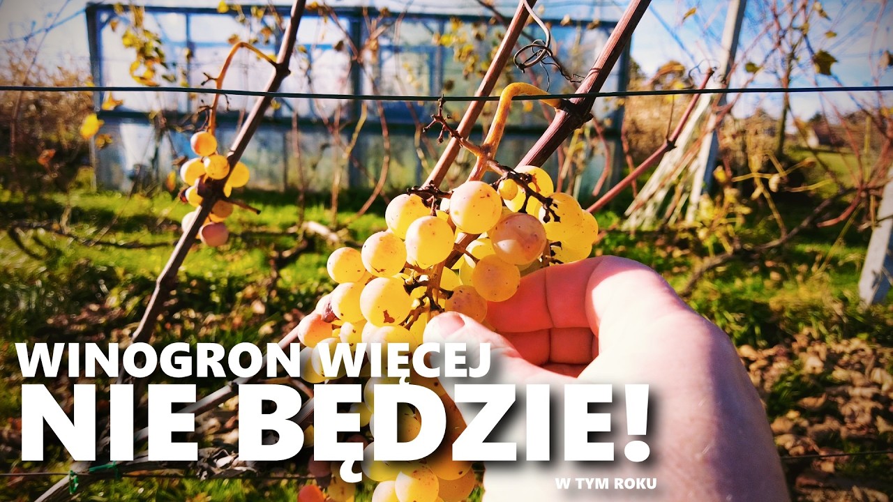 WIECEJ WINOGRON NIE BĘDZIE! Drożdże obniżające kwasowość ENOVINI