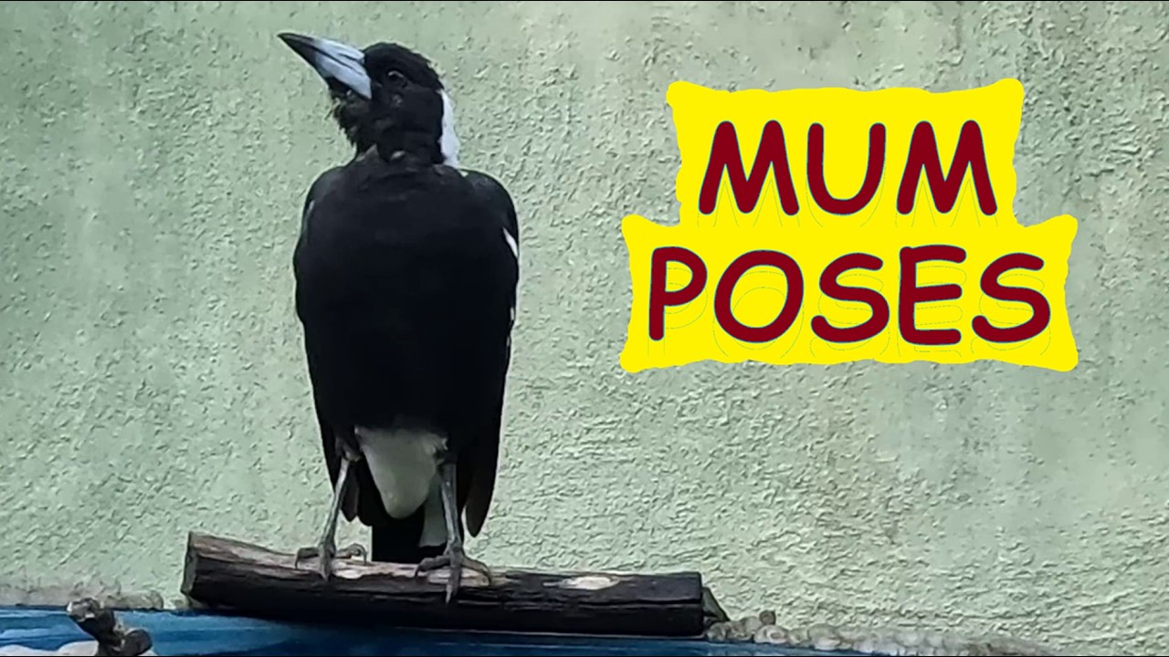 Mum comes for a quiet drink - Australian Magpies