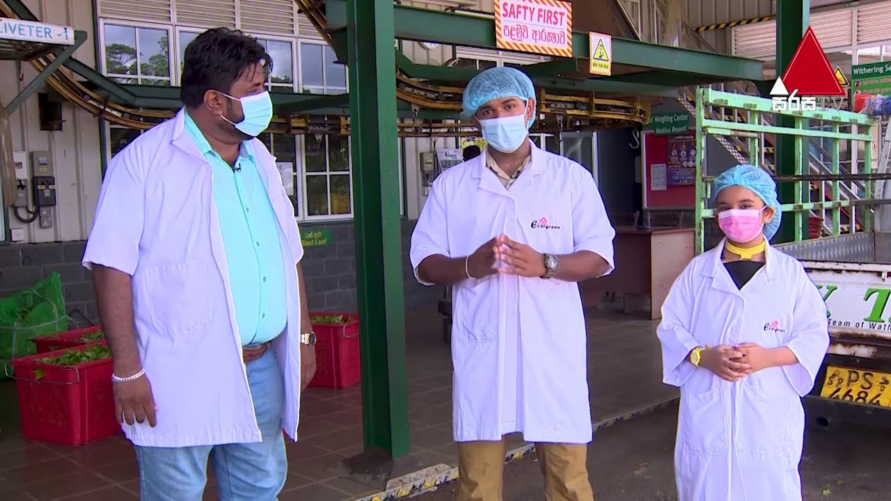 අපි තේ කර්මාන්ත ශාලාවක් බලන්න යමු (Part 02) | Kids 1st