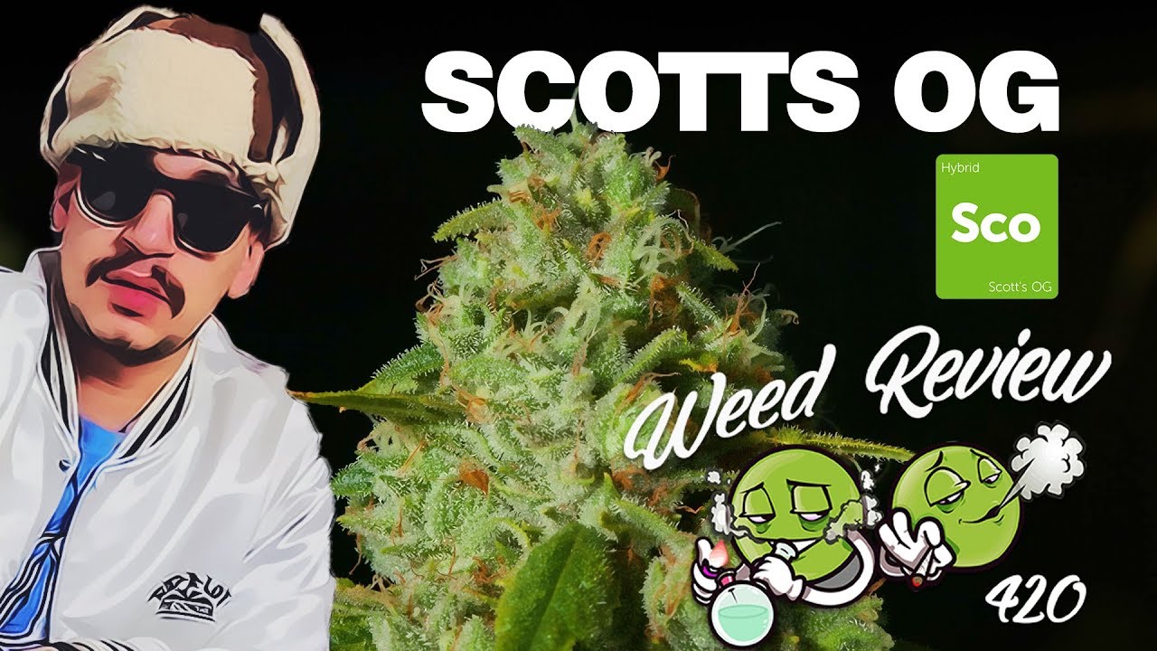 SCOTT'S OG KUSH WEED STRAIN REVIEW  - WEED REV 420
