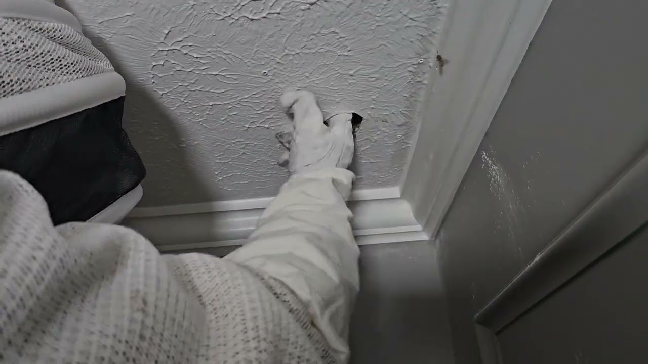Yellow jackets chewed through drywall