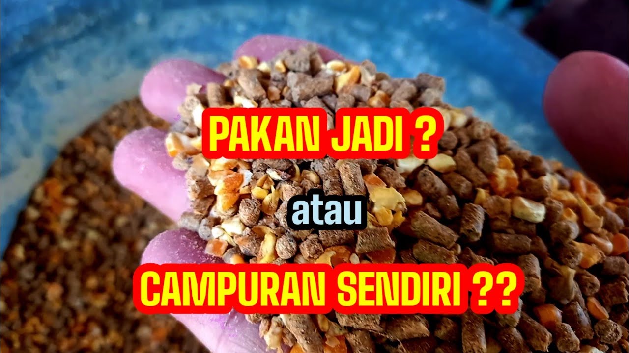 HEMAT BIAYA PAKAN DENGAN PAKAN JADI.