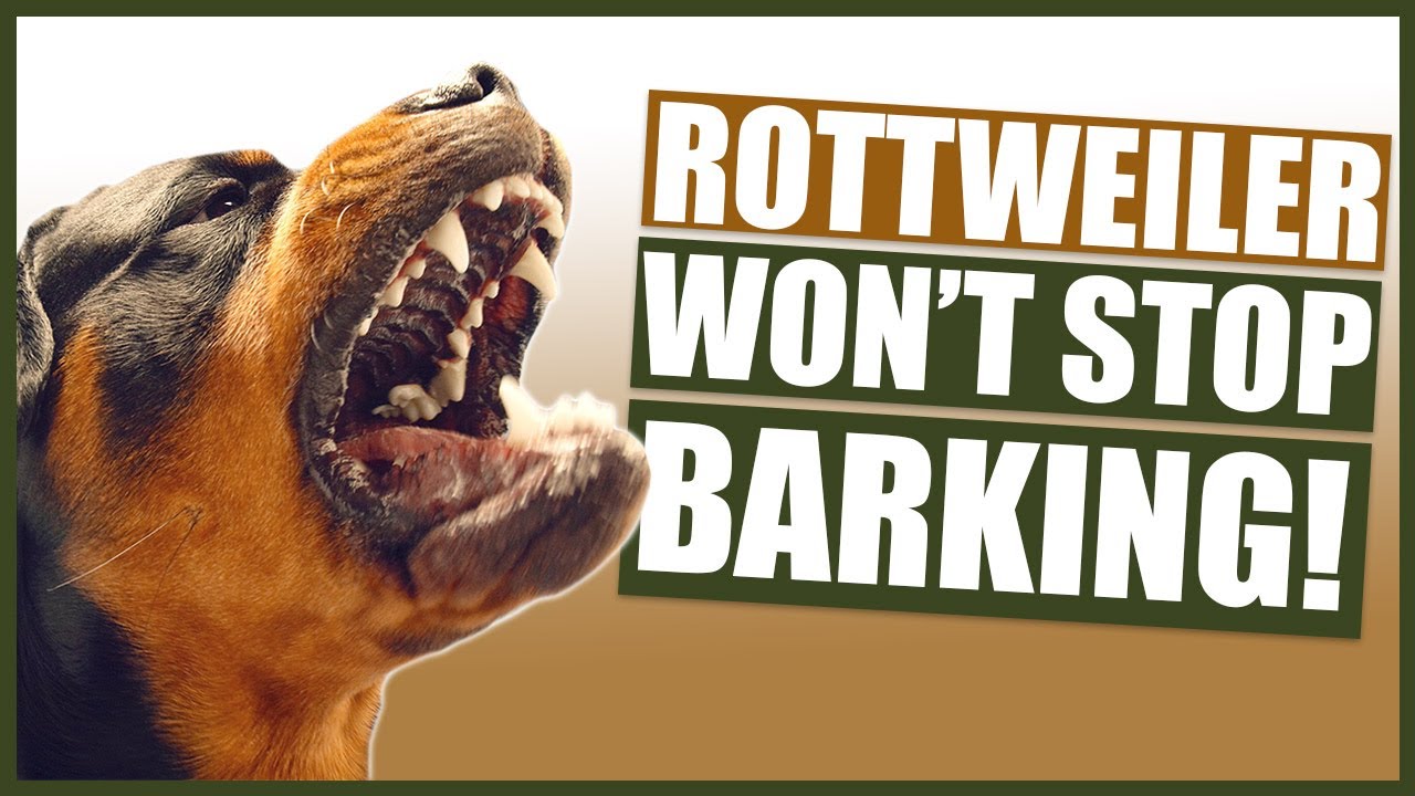 How To Stop Your ROTTWEILER Barking!