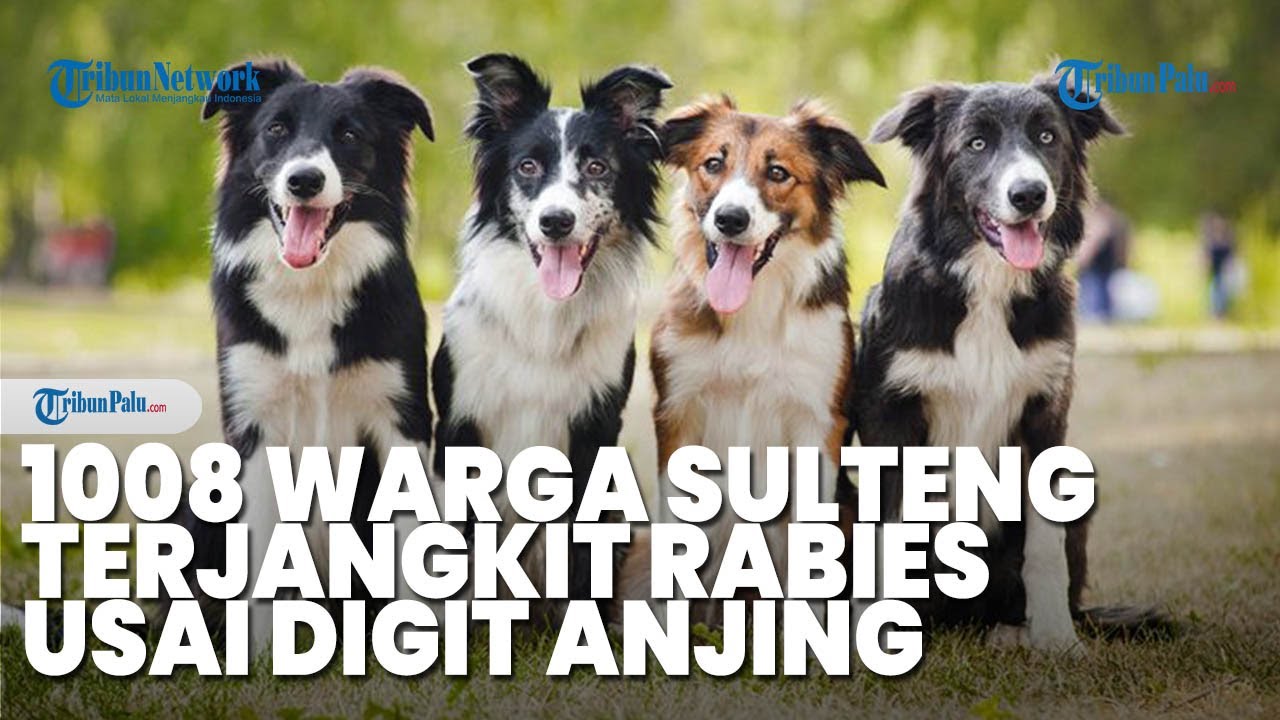 1.008 Warga Sulteng Terjangkit Rabies usai Digigit Anjing