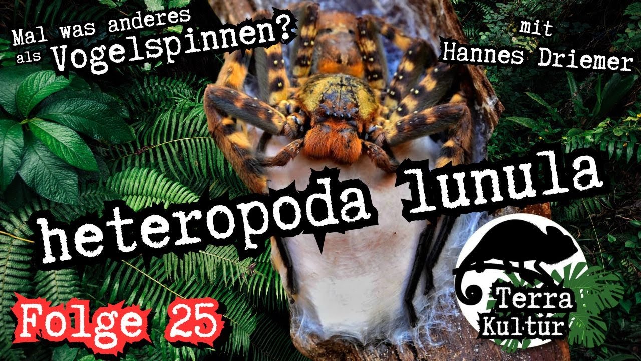 Terrakultur Podcast - Mal was anderes - heteropoda lunula - mit Hannes Driemer (Folge 25)