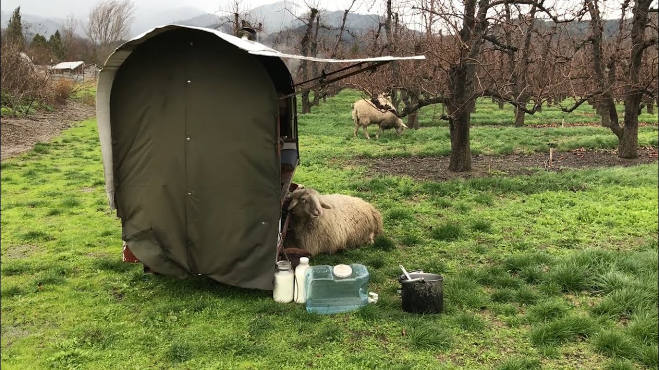 Sheep arent prissy of the rain like goaties