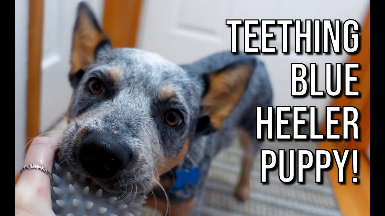 Best treats for TEETHING PUPPIES