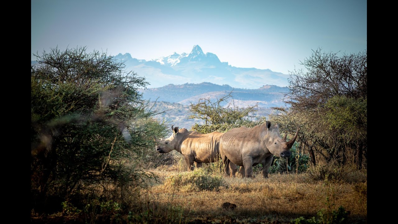 Ol Jogi Conservancy - Main Introduction