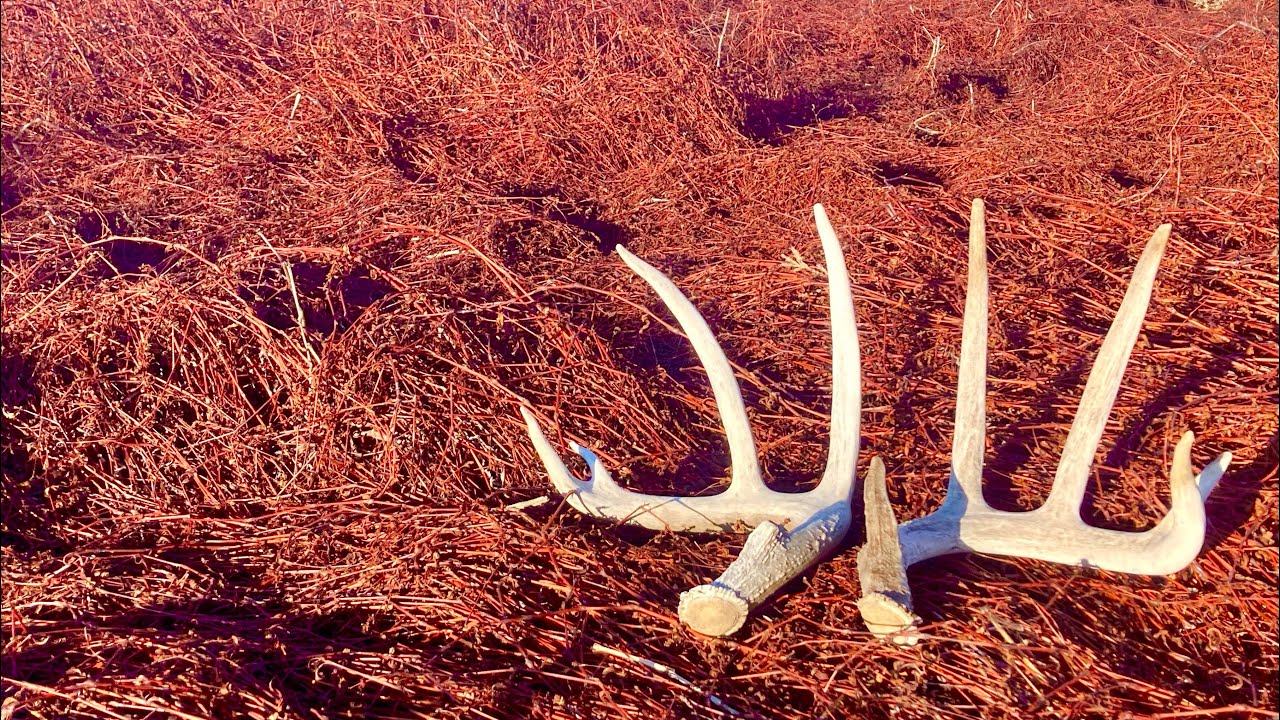 SHED ANTLER HUNT Colorado East 2025