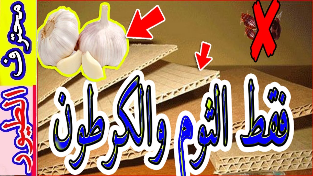 اقضي على الفاش بأبسط الطرق - lice in the simplest way