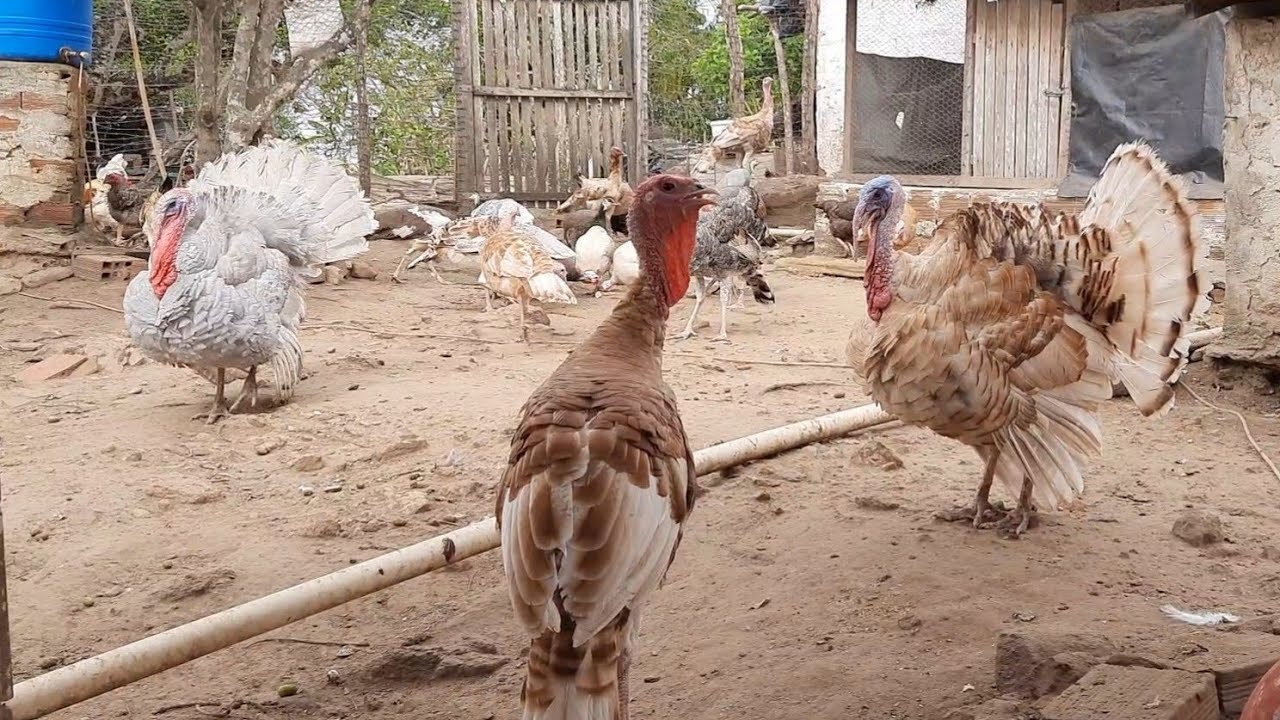 Fazendo Um Tour Pelo Criátorio, Mostrando os Pavões, Galinhas, Angolas e Perus.