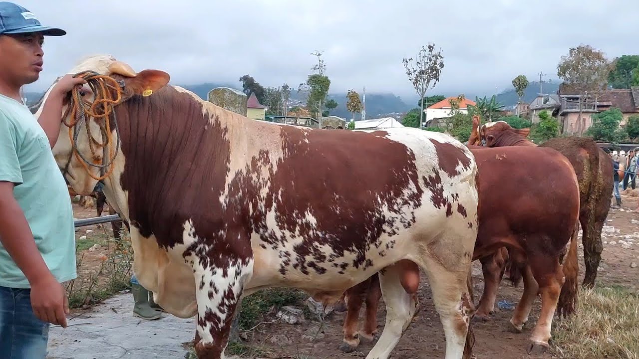 GEGER GEDEN SAPI MONSTER KELUAR SEMUA🔥 PASAR SAPI PLAOSAN