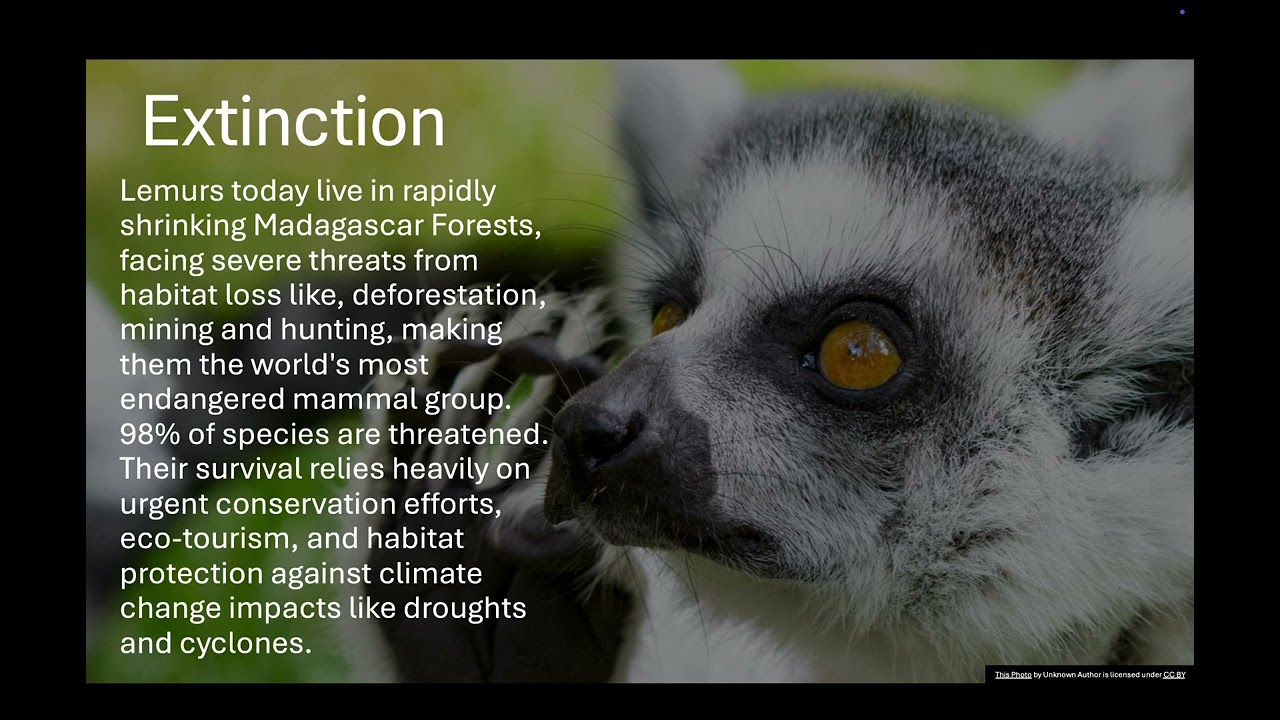 The Evolution Of Lemurs