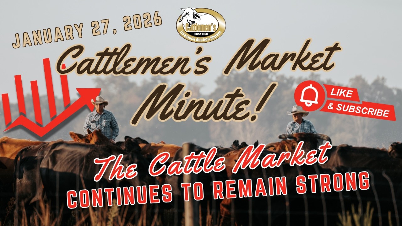 Cattlemen's Market Minute 1/27/26 - Lakeland, FL